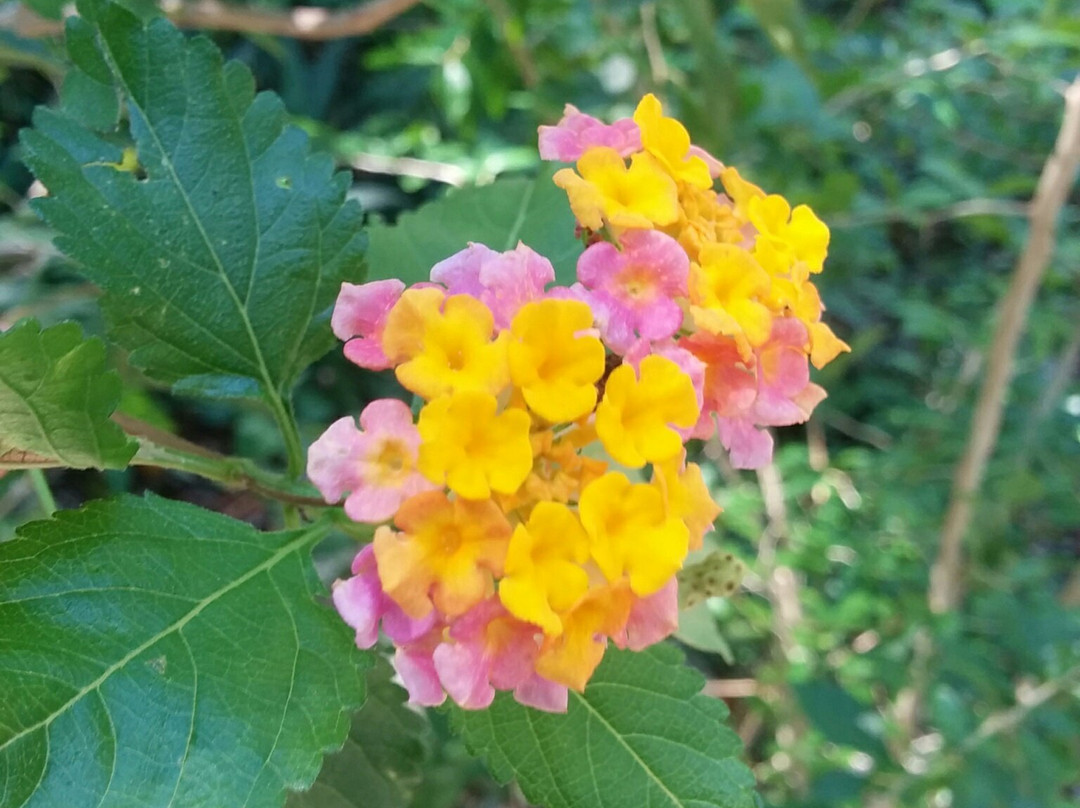 Parrot Preserve-Cayman Brac必去景点