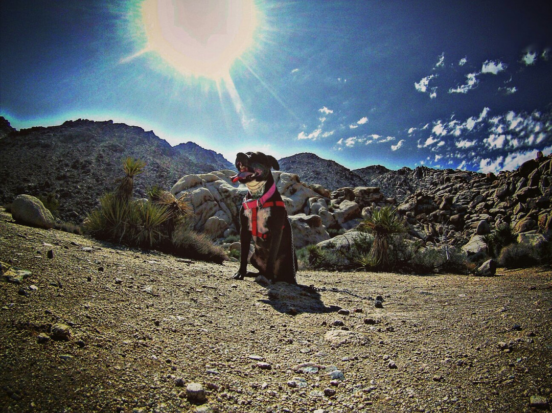 Wonderland of Rocks-约书亚树国家公园必去景点