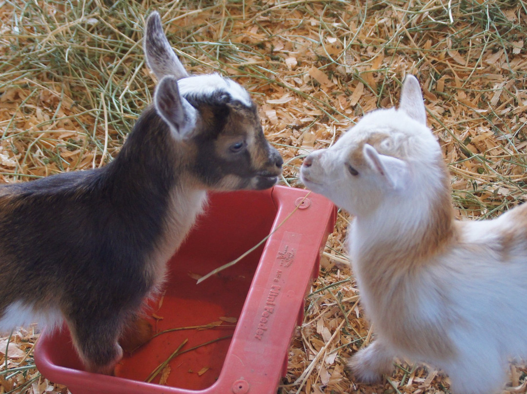 Santa Cruz County Fairgrounds-沃森维尔必去景点