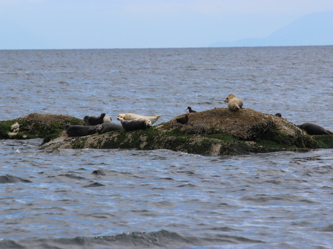 Mayne Inter Island Sea Tours-Mayne Island必去景点