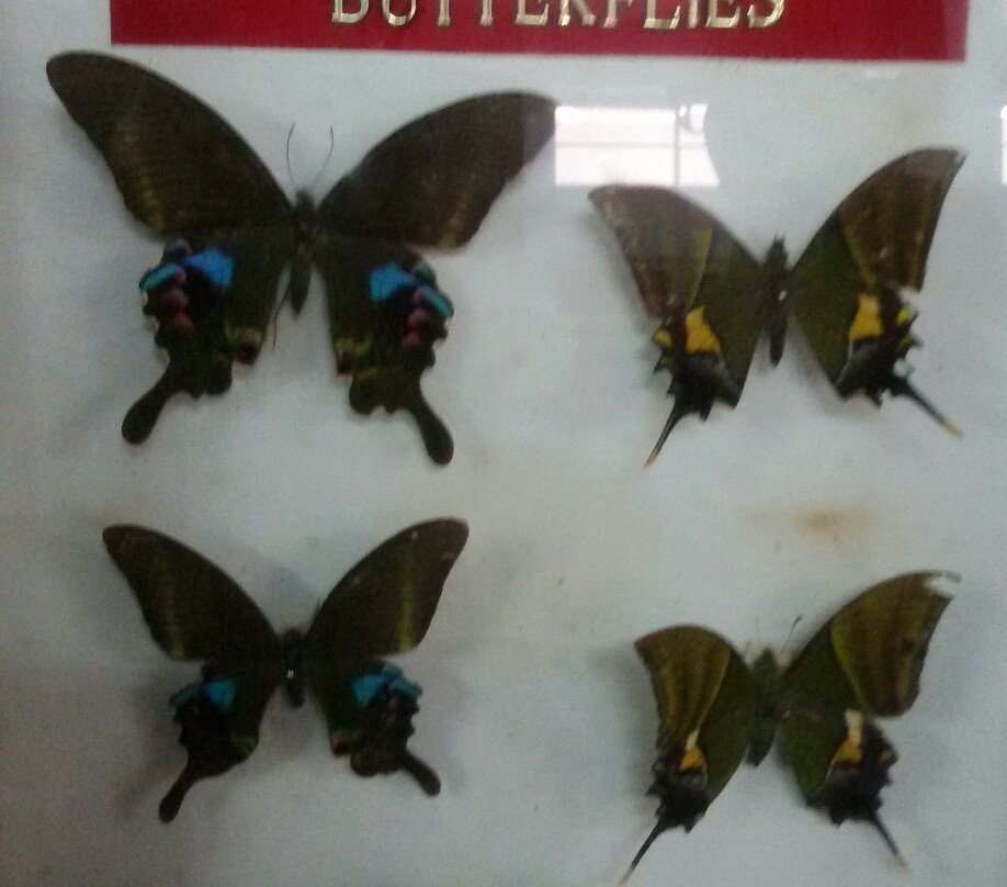 Butterfly Museum景点图片
