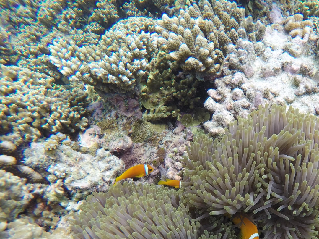 香蕉崖-马累北环礁必去景点