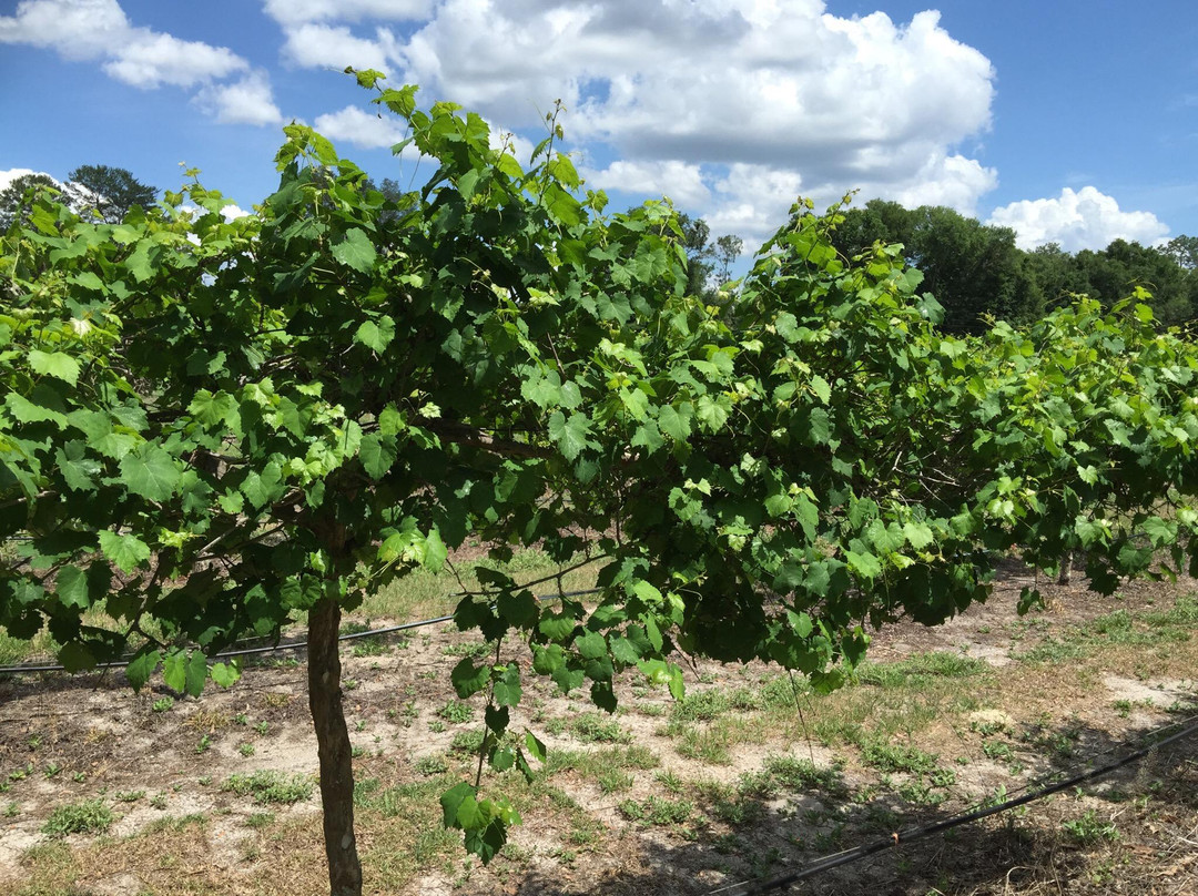 Log Cabin Farm, Vineyard & Winery-Satsuma必去景点