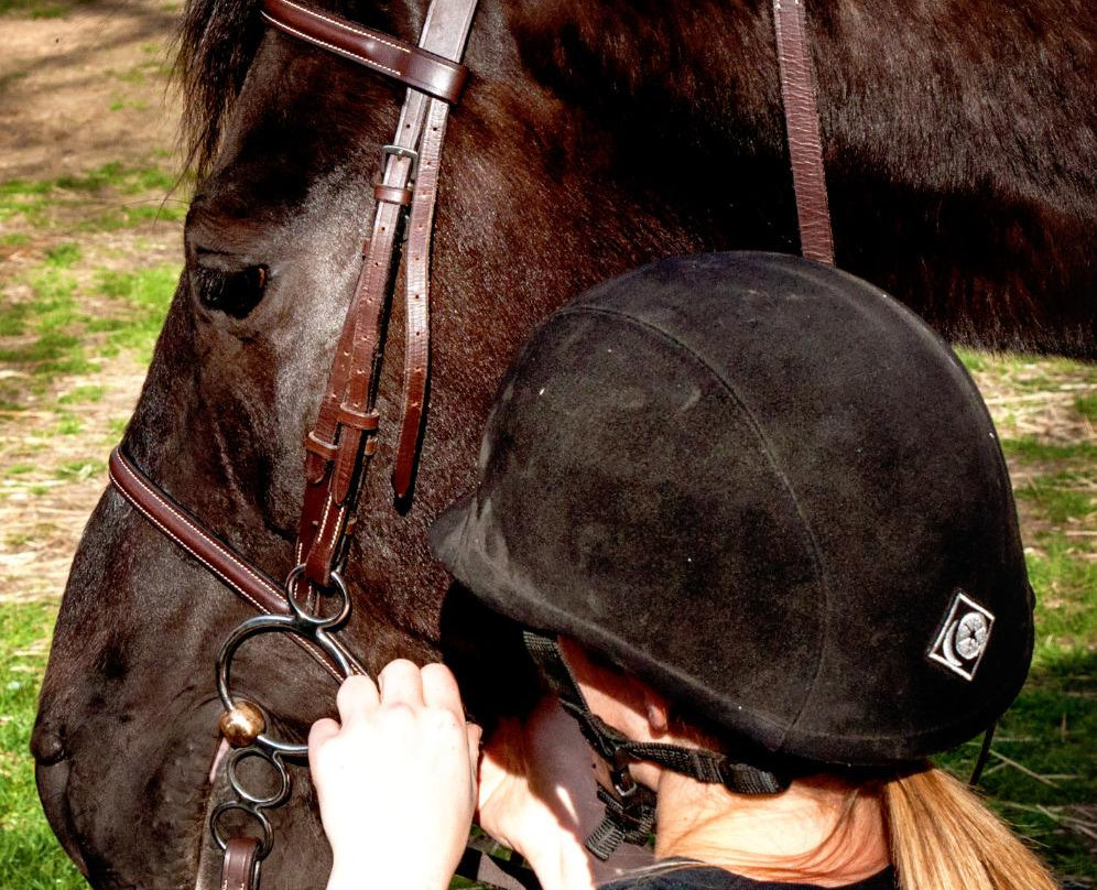 Healing With Horses at Wildrose Horse Farm-安卡斯维尔必去景点