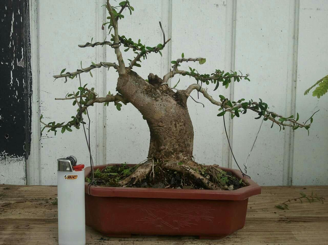 Central Texas Bonsai Exhibit at Jade Gardens-Wimberley必去景点