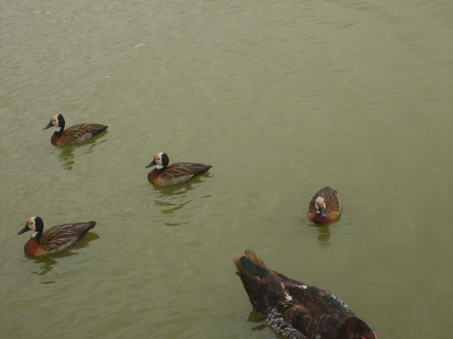 Lago de Vila Galvão-瓜鲁柳斯必去景点