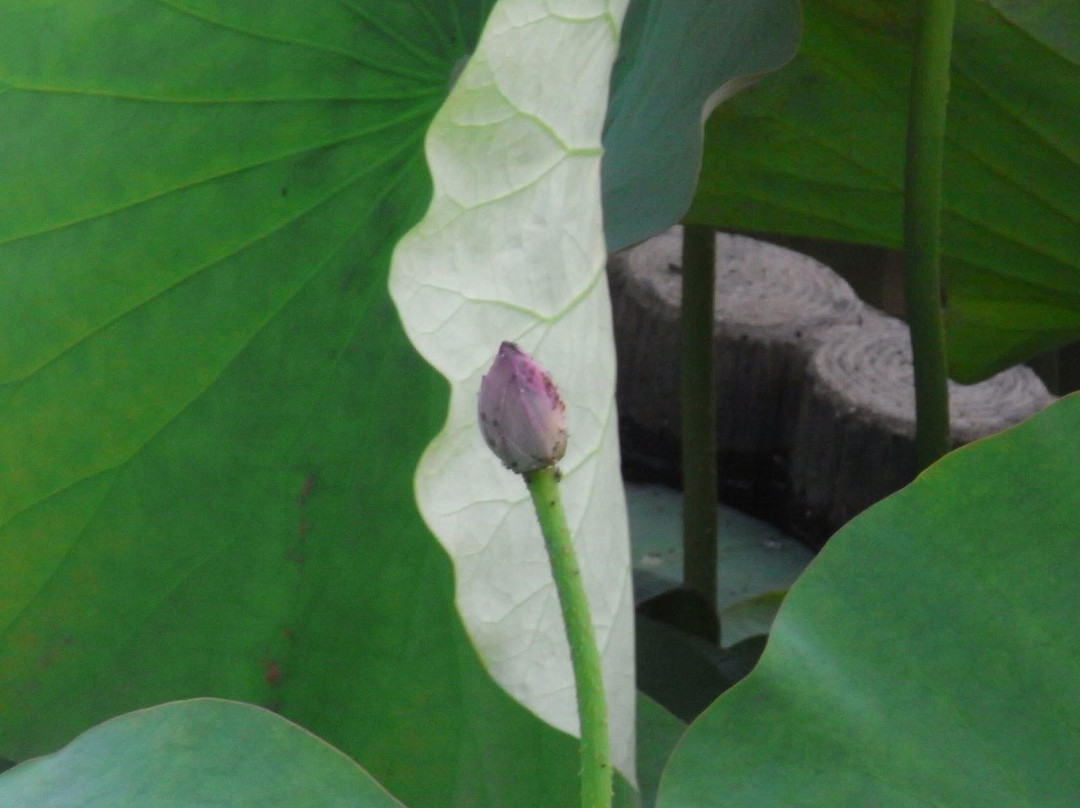 Shirasagi Park-坂井市必去景点