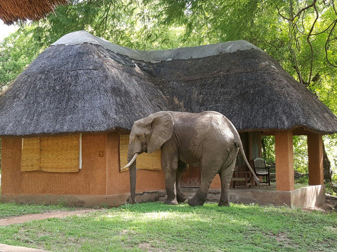 Wildlife Camp