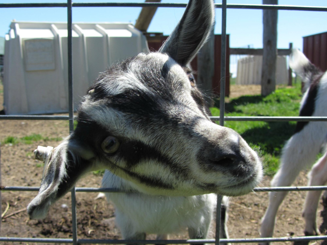 Hinchley's Dairy Farm Tours-Cambridge必去景点