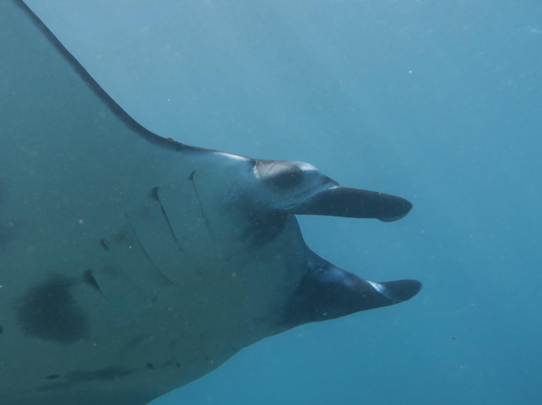 Paradise Diving Bali - Deutsche Tauchschule-登巴萨必去景点