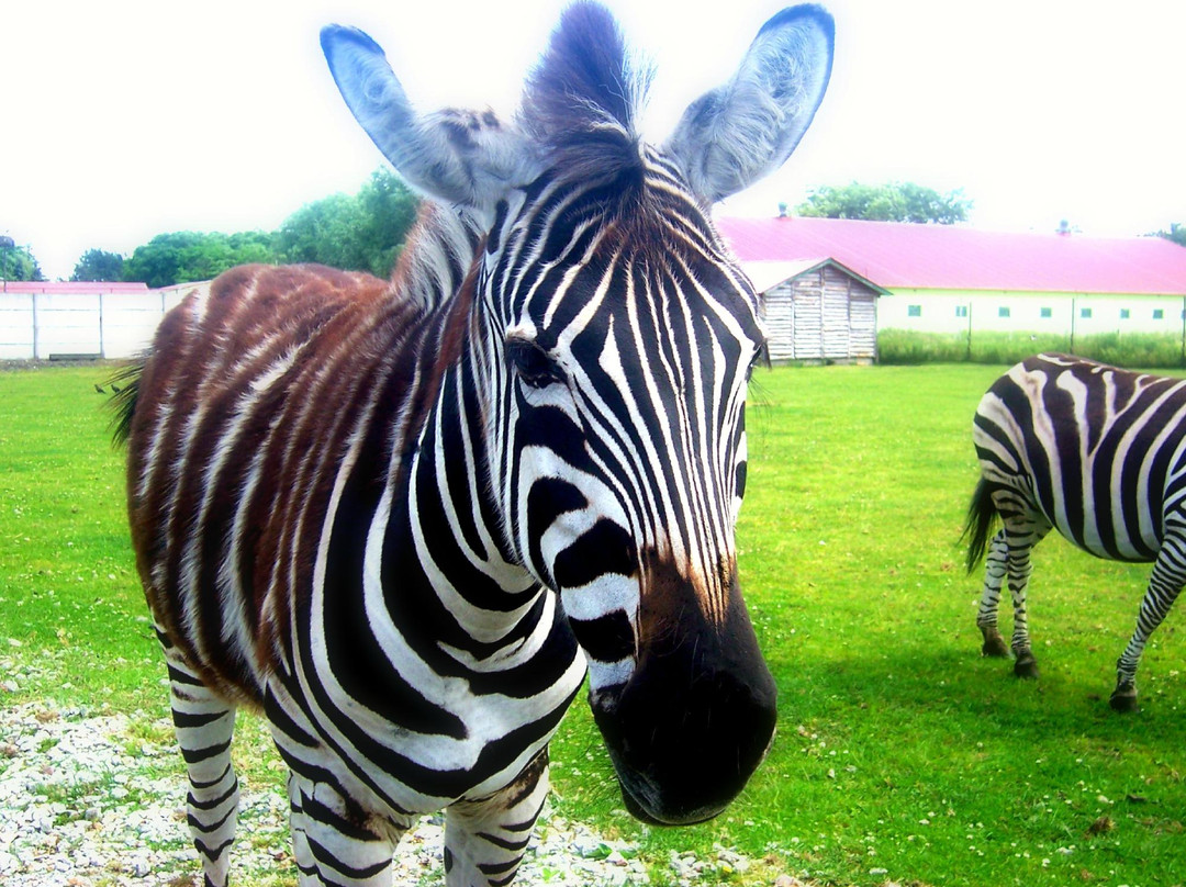 Zoo Safari Park景点图片