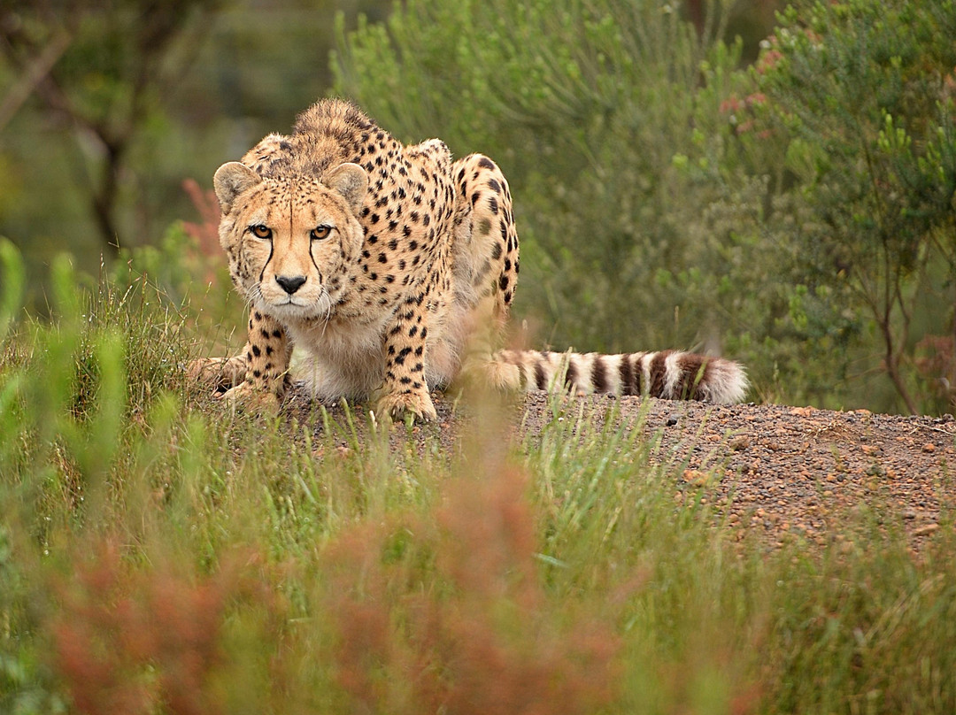 Tenikwa Wildlife Awareness Centre-The Crags必去景点