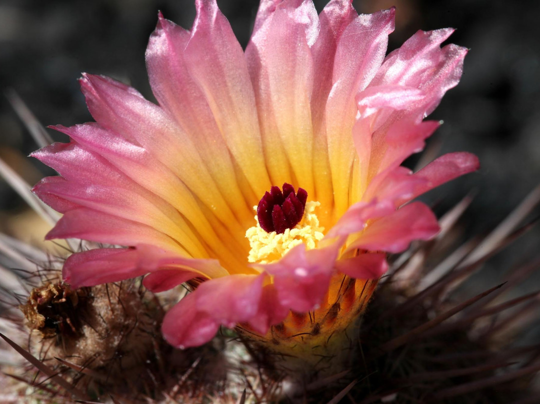 Palmex Cactus景点图片