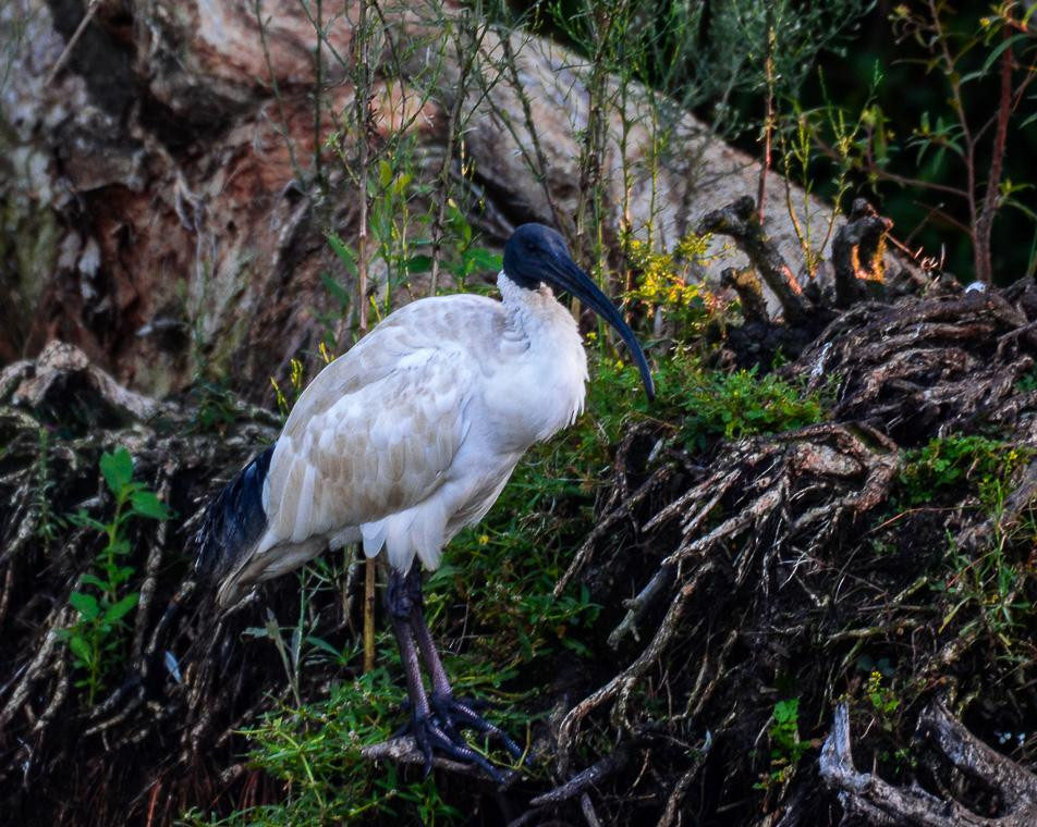 Sherwood Arboretum-布里斯班必去景点