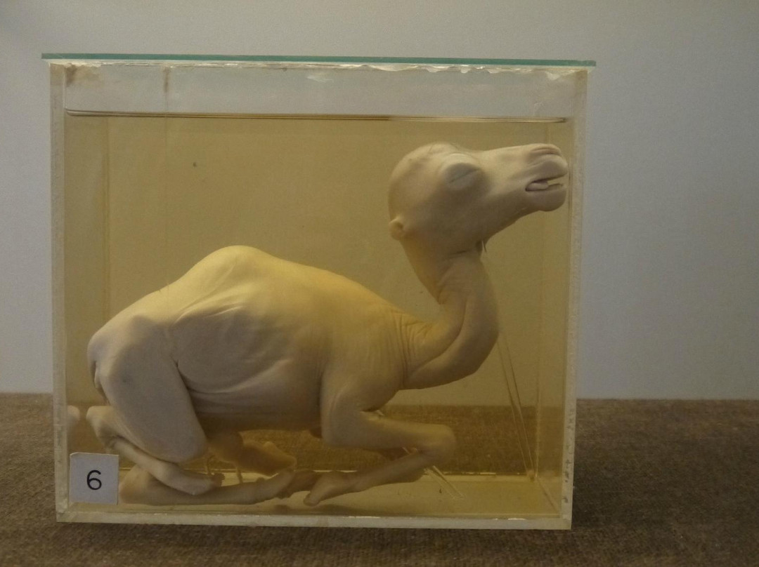 Tripoli's Jamahiriya Museum-黎波里必去景点