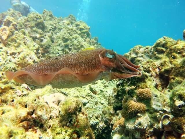 Neptune Scuba Diving-查龙必去景点