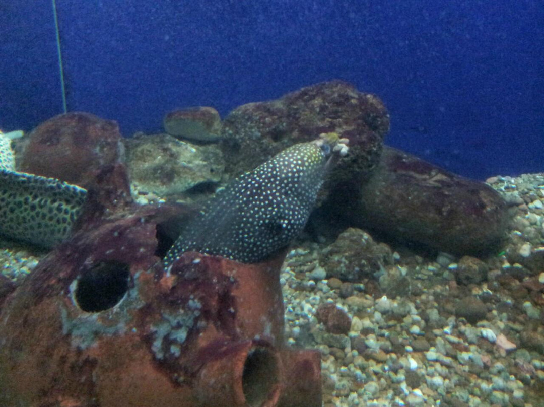 Matsyadarshini Aquarium-维沙哈巴南必去景点