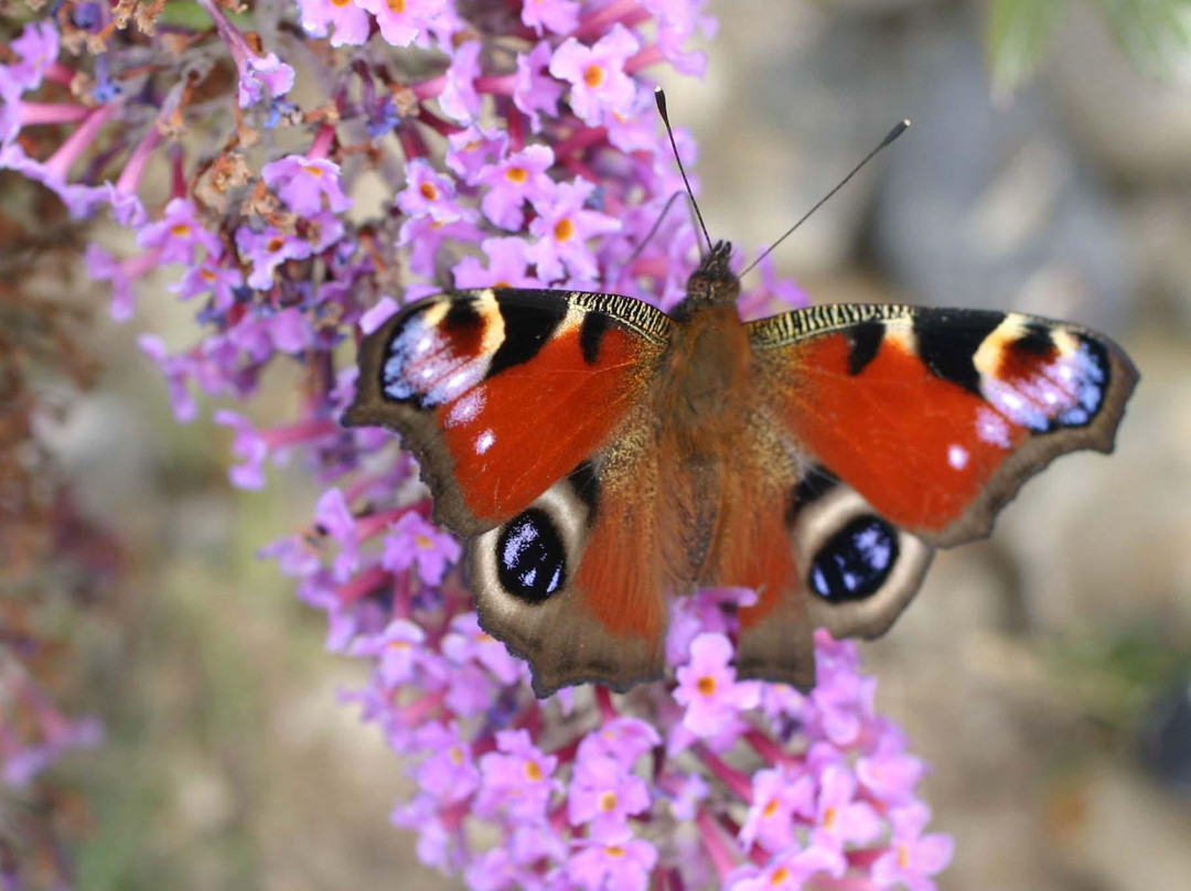 RSPB Flatford Wildlife Garden景点图片