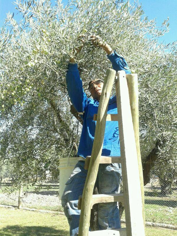 Santa Augusta Olivicola-Coquimbito必去景点