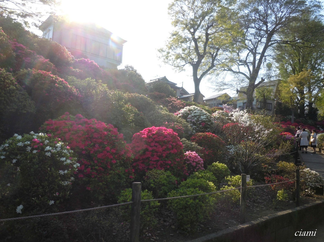 根津神社景点图片