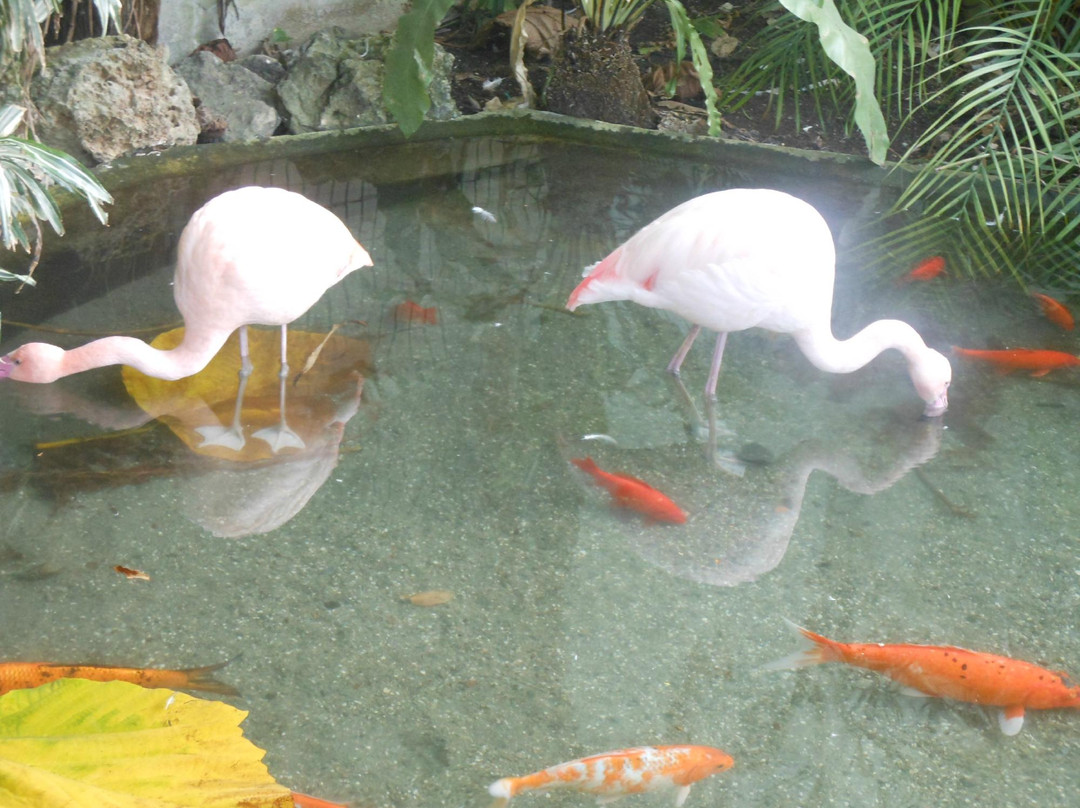 Parc Phœnix-尼斯必去景点