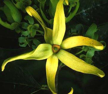 Cruzan Gardens-Christiansted必去景点