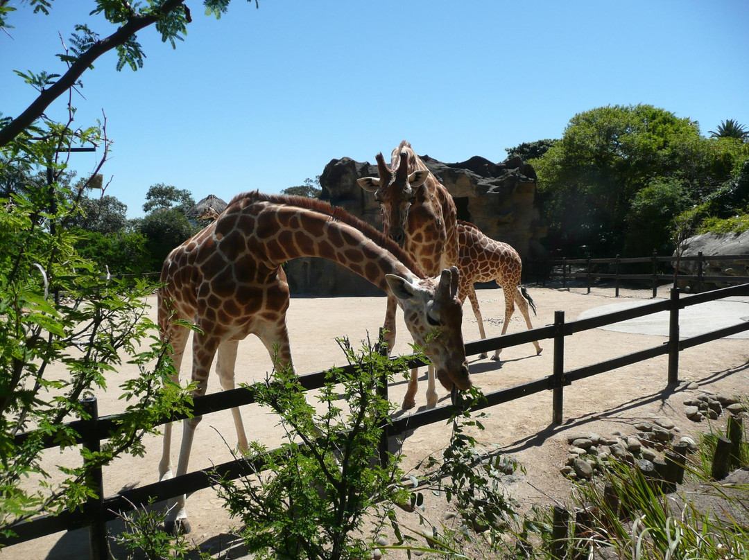 塔瑞噶野生动物园-莫斯曼必去景点