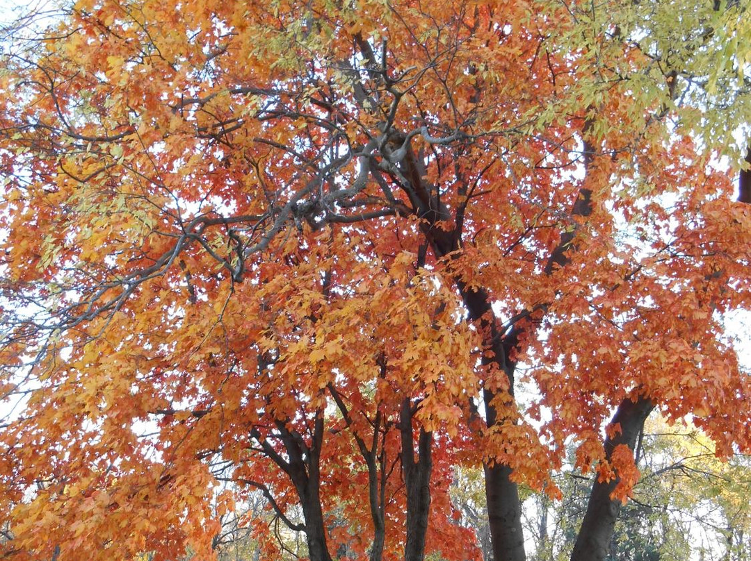 Eagle Bluffs Conservation Area-哥伦比亚市必去景点