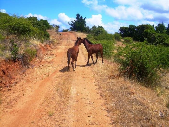 Cauquenes旅游攻略图片