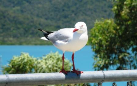 舒特港-艾尔利滩必去景点