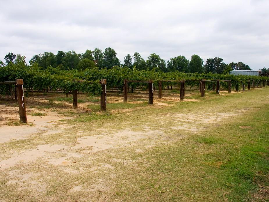 Hinnant Family Vineyards景点图片
