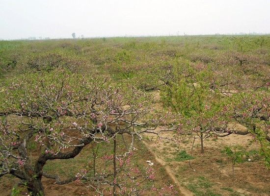 龙泉-成都必去景点