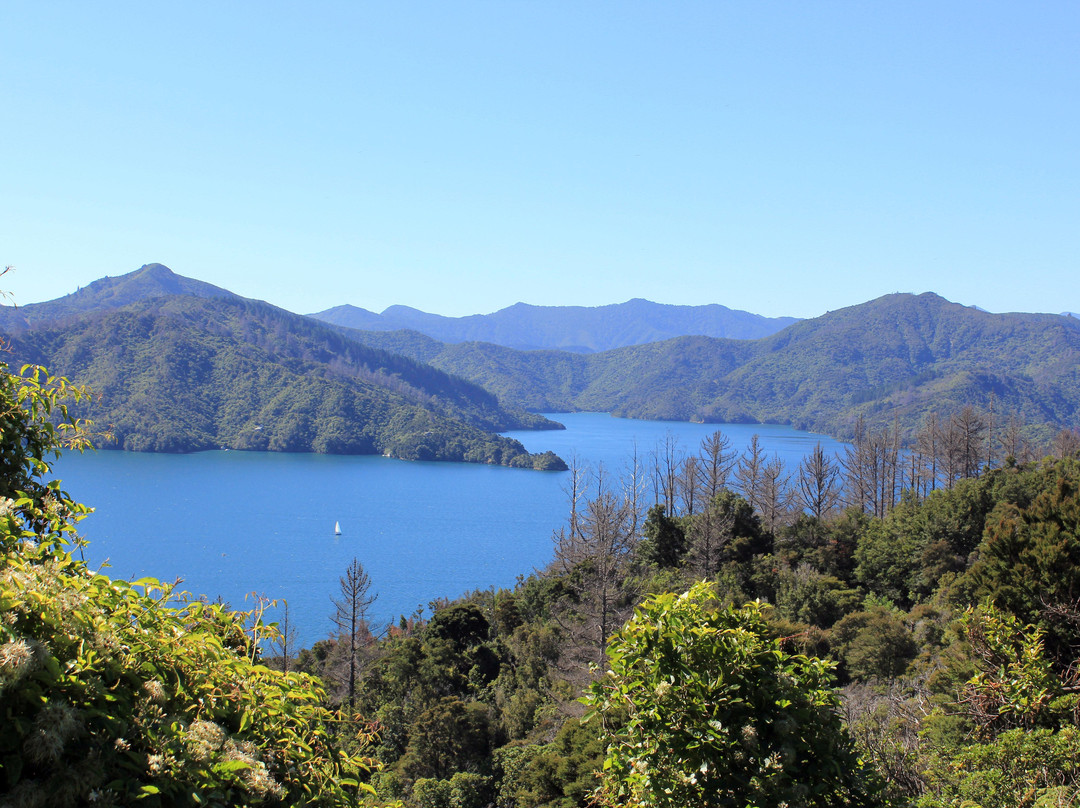 Queen Charlotte Sound景点图片