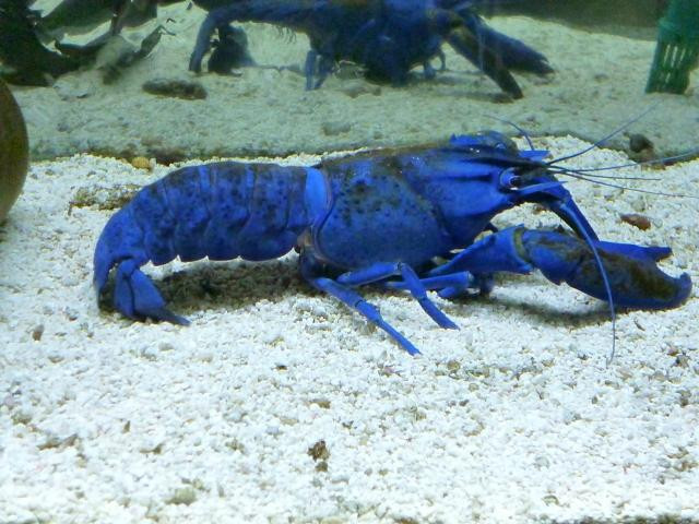 千岁鲑鱼水族馆-千岁市必去景点