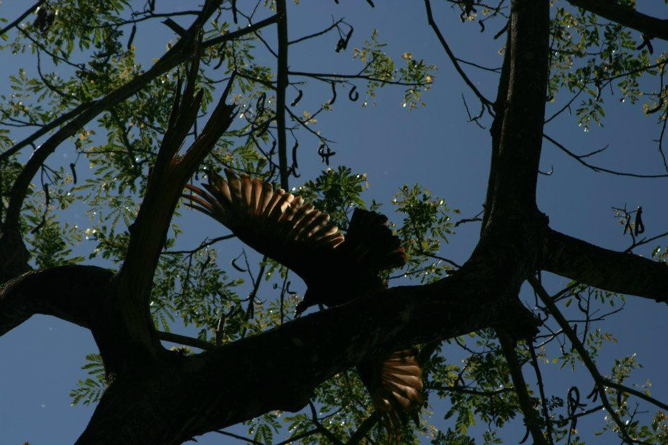 Refugio Nacional Mixto de Vida Silvestre Romelia景点图片
