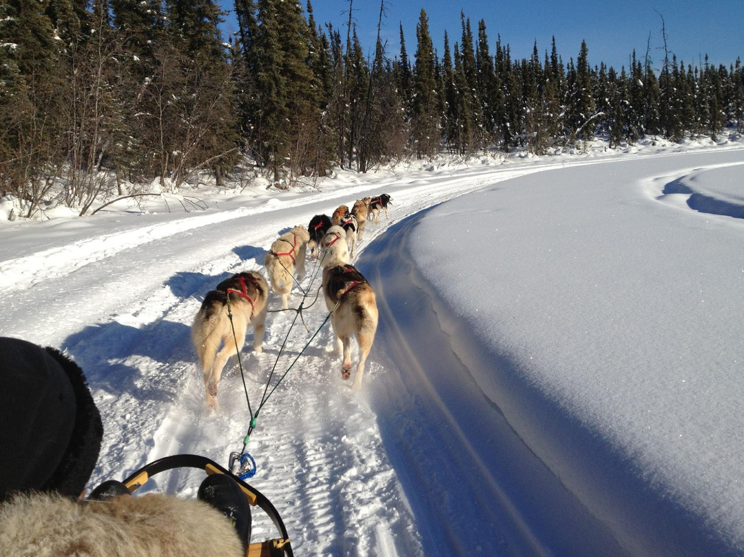 Muzzy's Place Dogsled Adventure -  Day Tours-费尔班克斯必去景点