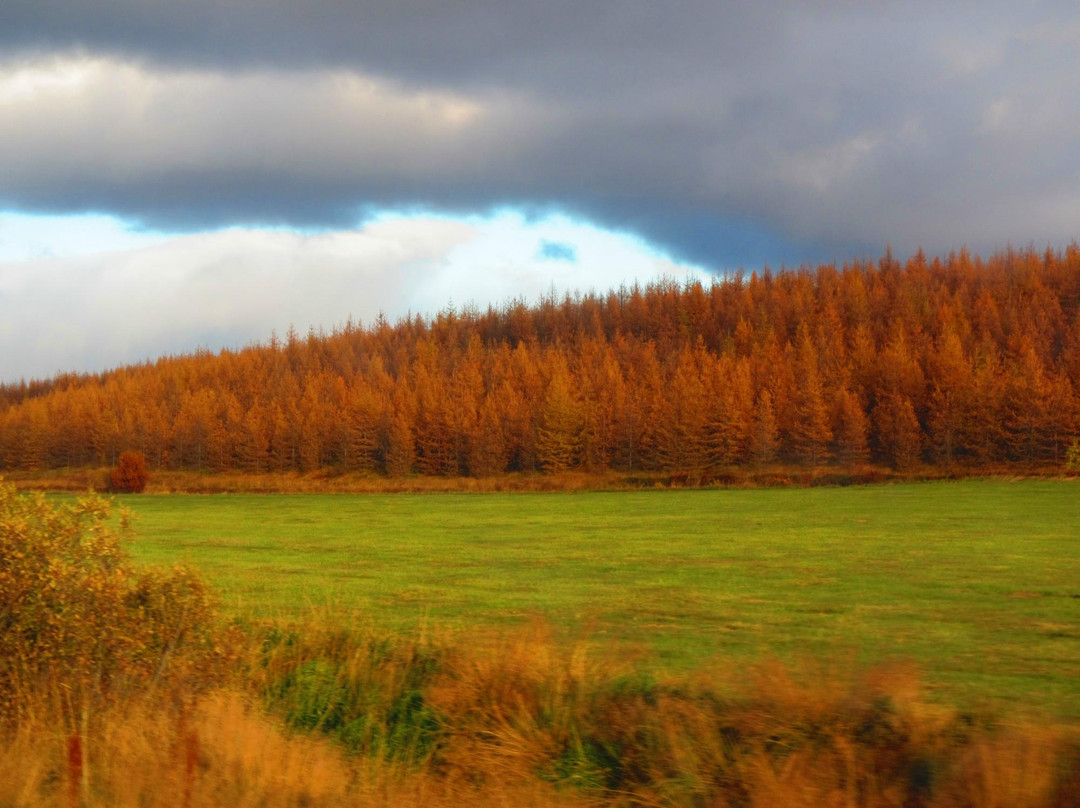 Hallormsstadur Forestry Reserve-埃伊尔斯塔济必去景点