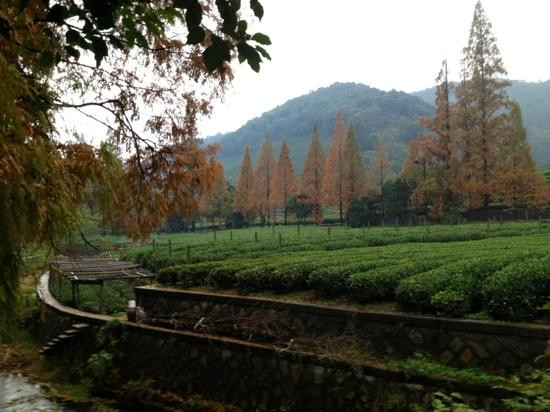 杭州龙井山园茶文化村-杭州市必去景点
