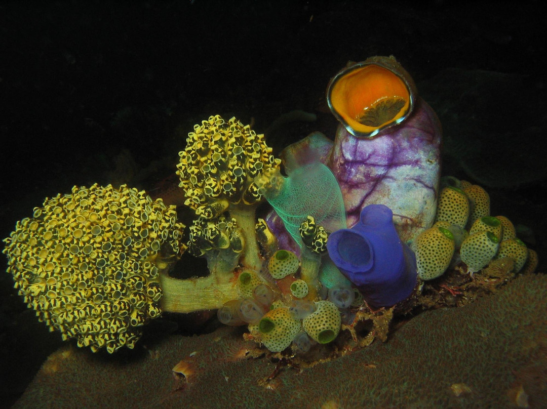 Reef Wreck and Critter - Underwater Photography-图兰本必去景点