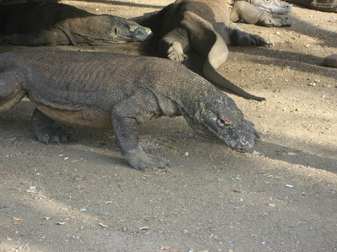 Komodo National Park-科莫多国家公园必去景点
