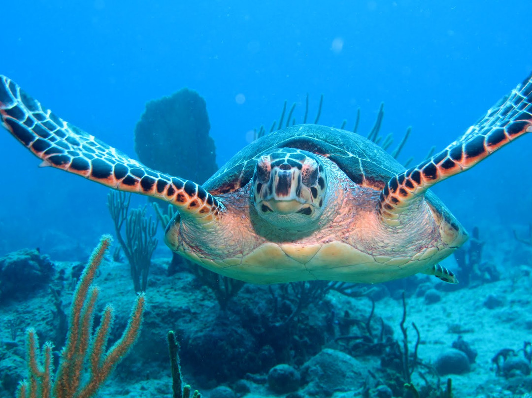 Dive Adventures-辛普森湾必去景点