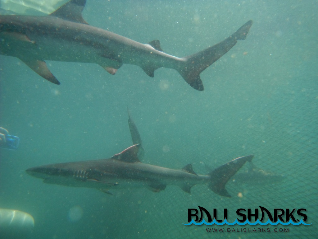 Bali Sharks-Serangan必去景点