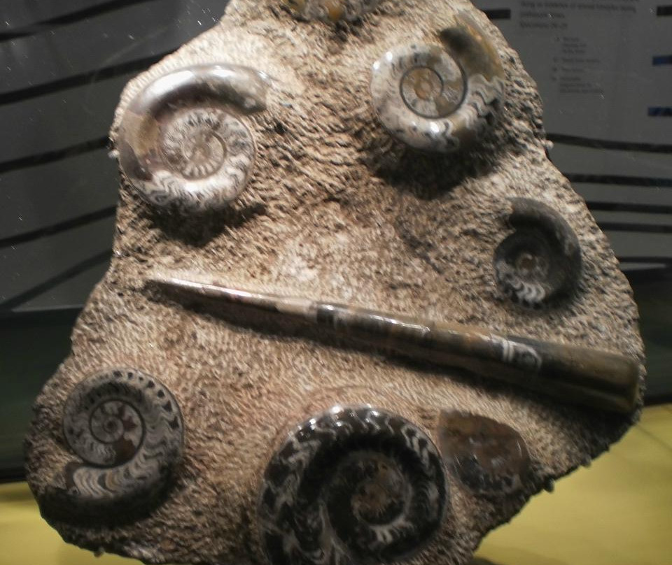 Australian Fossil and Mineral Museum景点图片