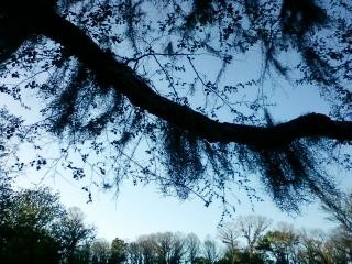 Captain Ron's Swamp Tours-Karnack必去景点