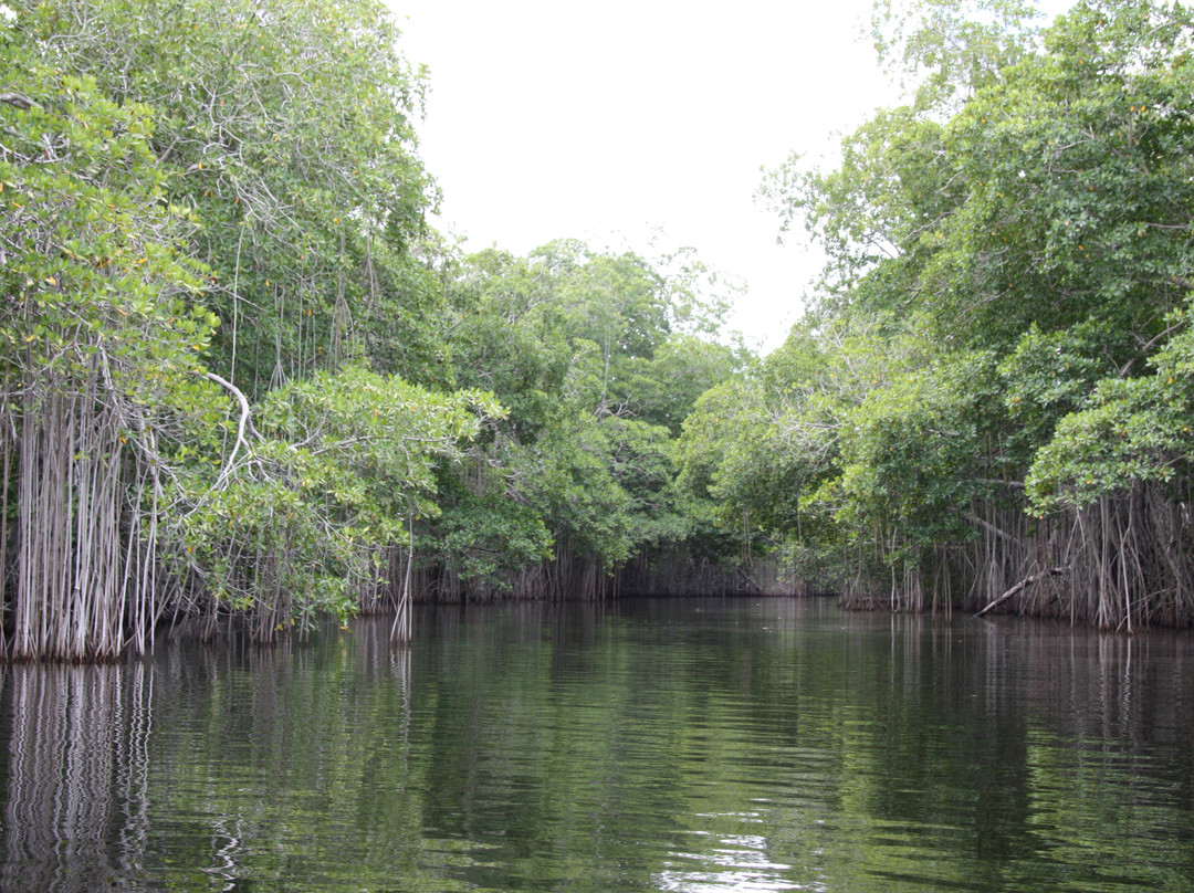 J. Charles Swaby's Black River Safari-Black River必去景点