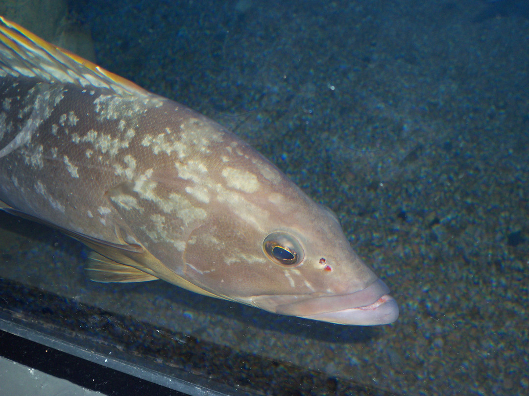 Acquario Cala Gonone-Dorgali必去景点
