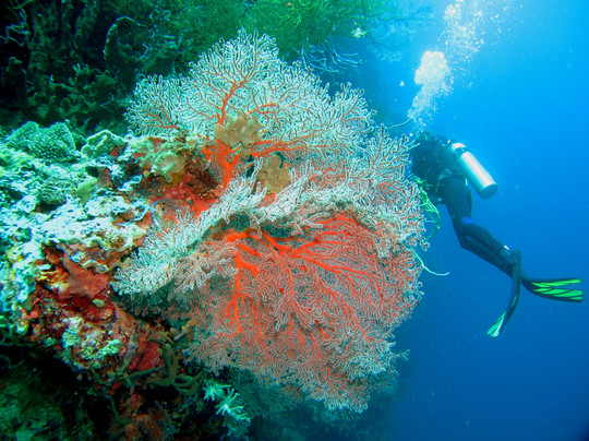 Joe's Gone Diving-沙努尔必去景点