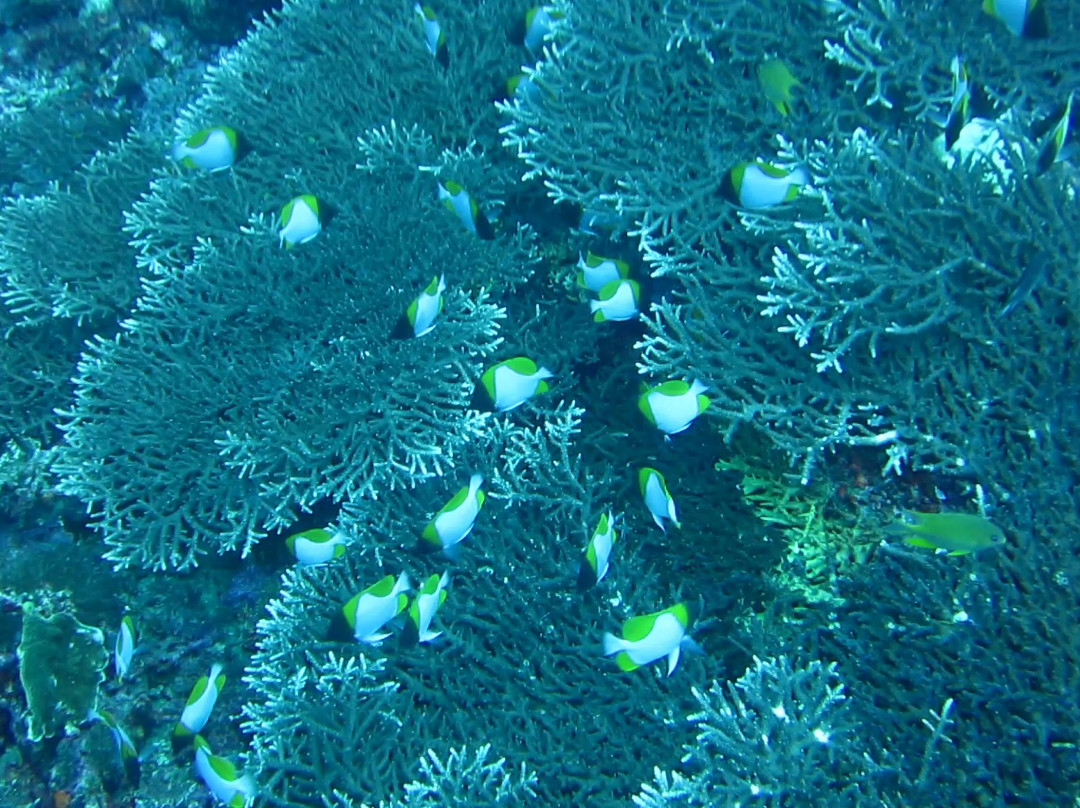 Kabaira Dive & Tours Rabaul-Rabaul必去景点