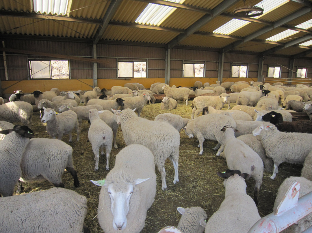 千叶妈妈牧场-富津市必去景点