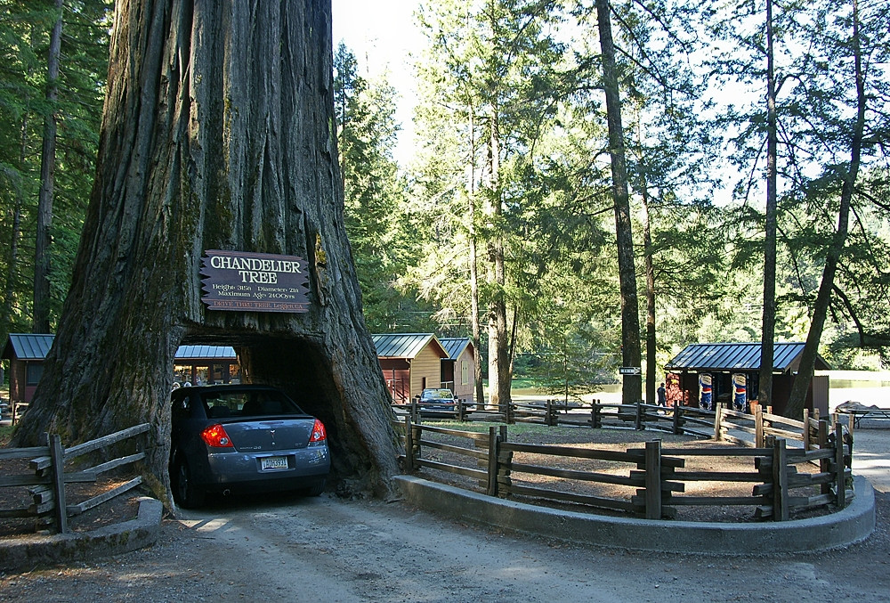 Chandelier Drive-Through Tree景点图片